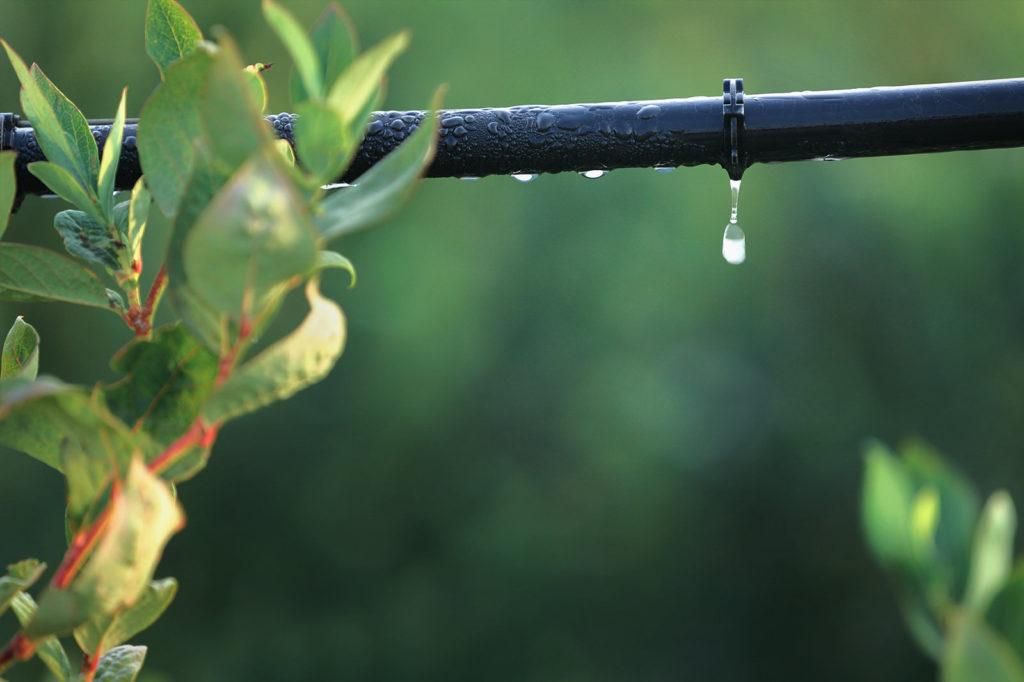 drip irrigation installation Sutherland Shire
